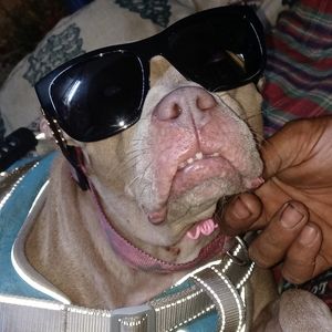 Versace Mens Sunglasses